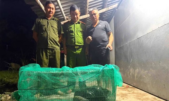 Trăn quý khủng 4,5m, nặng 20kg bò vào nhà người dân ở Nghệ An