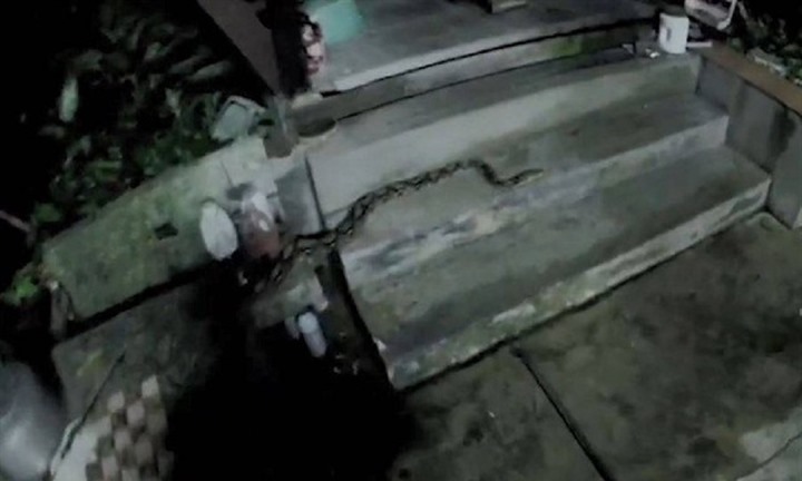 Bắt sống con trăn khổng lồ dài 3 mét, camera ghi lại khoảnh khắc thót tim