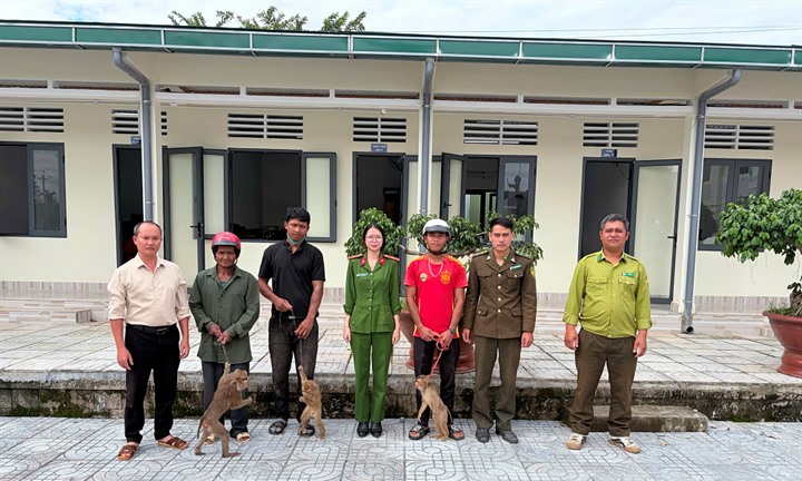 4 cá thể khỉ 