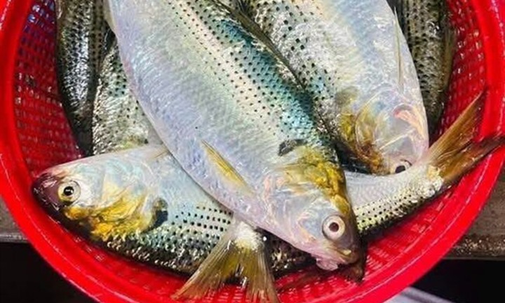 Loại cá bán đầy chợ Việt được mệnh danh là  "cá trường thọ ": Omega-3 vượt mặt cá hồi, hạ đường huyết cực đỉnh
