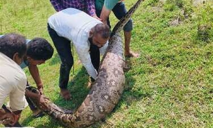 Bắt sống trăn khổng lồ dài 3,6 mét, nặng hơn 95 kg tại con mương ở làng