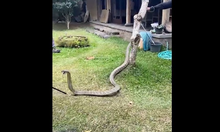 Trước khi đi ngủ thấy rắn hổ mang chúa dưới gầm giường, người phụ nữ hành động gấp
