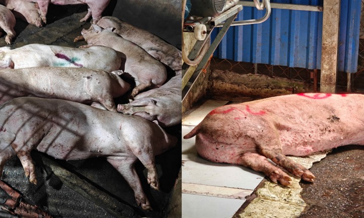 Khởi tố vụ án liên quan 1,5 tấn lợn nhiễm dịch tả lợn châu Phi ở Thái Nguyên