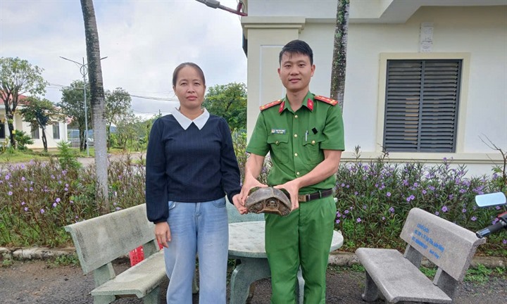 Phát hiện cá thể rùa đất lớn ở giữa đường, người phụ nữ liền giao nộp công an