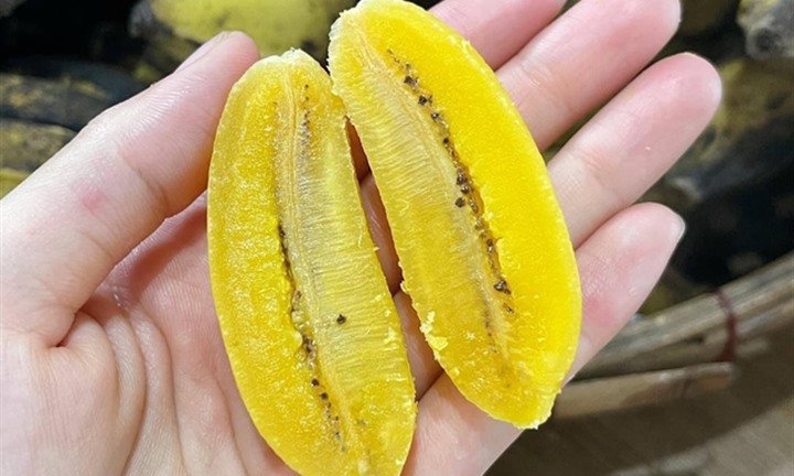 Loại chuối lạ ở miền Tây: Không ăn sống, phải đem luộc mới thấy dẻo bùi, ngọt mật