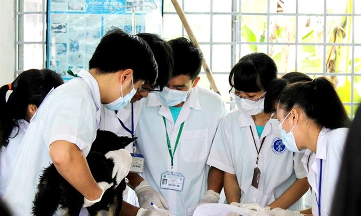 Viên chức ngành thú y sau sắp xếp có được hưởng tiếp phụ cấp ưu đãi nghề?