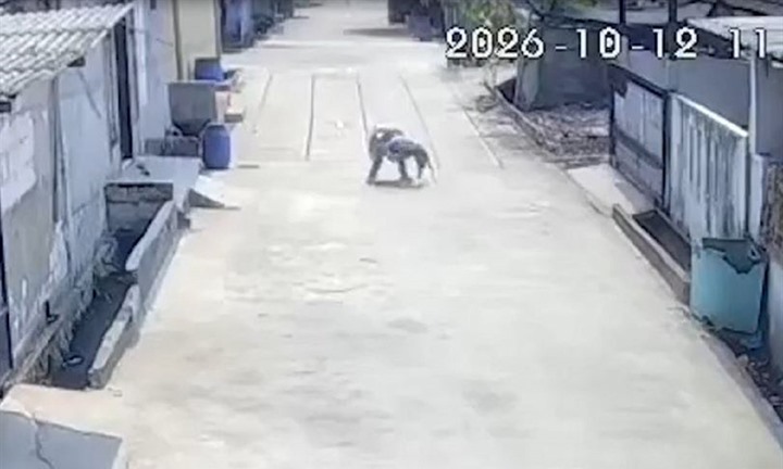 Khỉ hoang bất ngờ lao vào bé gái giữa đường, camera ghi lại cảnh tượng gây chú ý