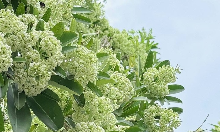 Ngửi mùi hoa sữa gây đau đầu, buồn nôn, chóng mặt: Bác sĩ khẳng định không phải ngộ độc
