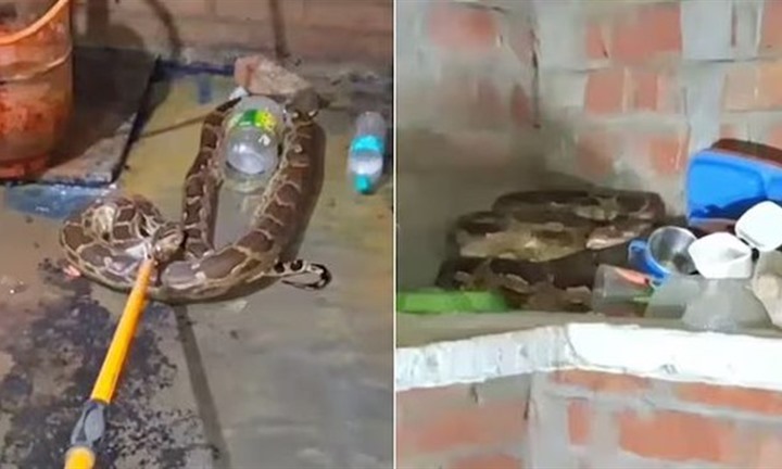 Đang nấu ăn cho con, người phụ nữ kinh hãi phát hiện trăn khổng lồ dài 3,6 m ngay trên bếp