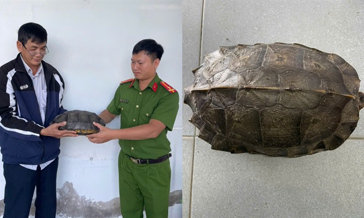 Con vật  "lạ " được người đàn ông ở An Giang mang đến giao nộp công an quý hiếm cỡ nào?