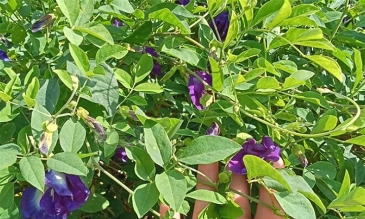 Loài hoa dại bỗng  "lột xác " thành đặc sản đắt tiền, chị em săn lùng nhưng chớ bỏ qua cảnh báo này