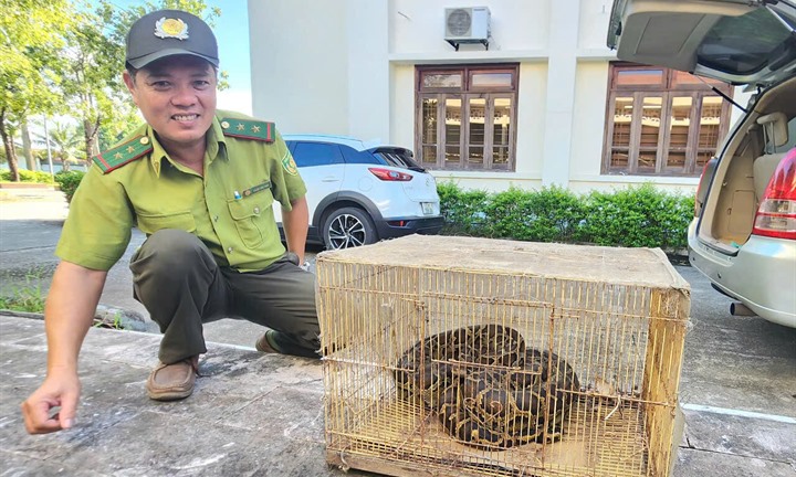 Người dân Huế giao nộp trăn đất quý hiếm lạc vào nhà