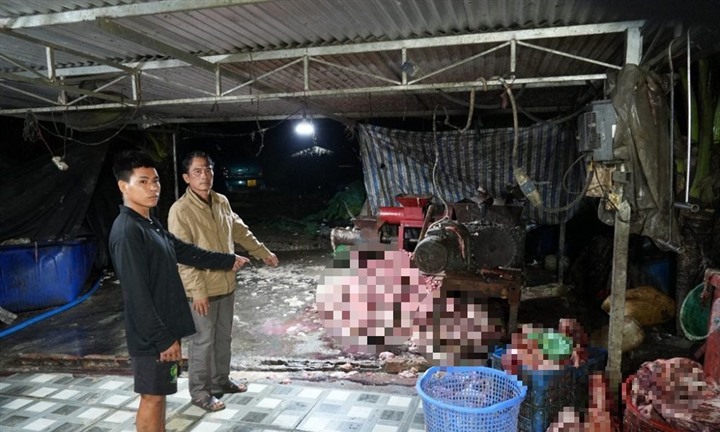 Triệt phá đường dây tuồn 400 tấn heo bệnh, heo chết ra thị trường, thu lợi bất chính hơn 10 tỷ đồng