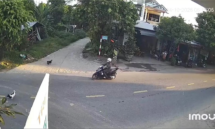 Clip: Tông trúng chó thả rông, cô gái đi xe máy trượt dài trên đường ở Đà Nẵng