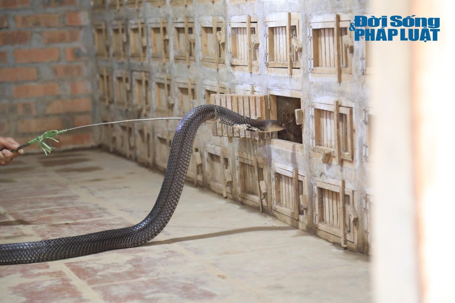 Năm Ất Tỵ, nghe chuyện về những "tỷ phú" ở "thủ phủ" nuôi rắn lớn nhất nhì miền Bắc - 6