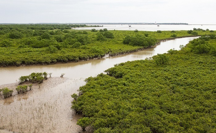 Cánh rừng ngập mặn ở Giao Thủy, Nam Định.