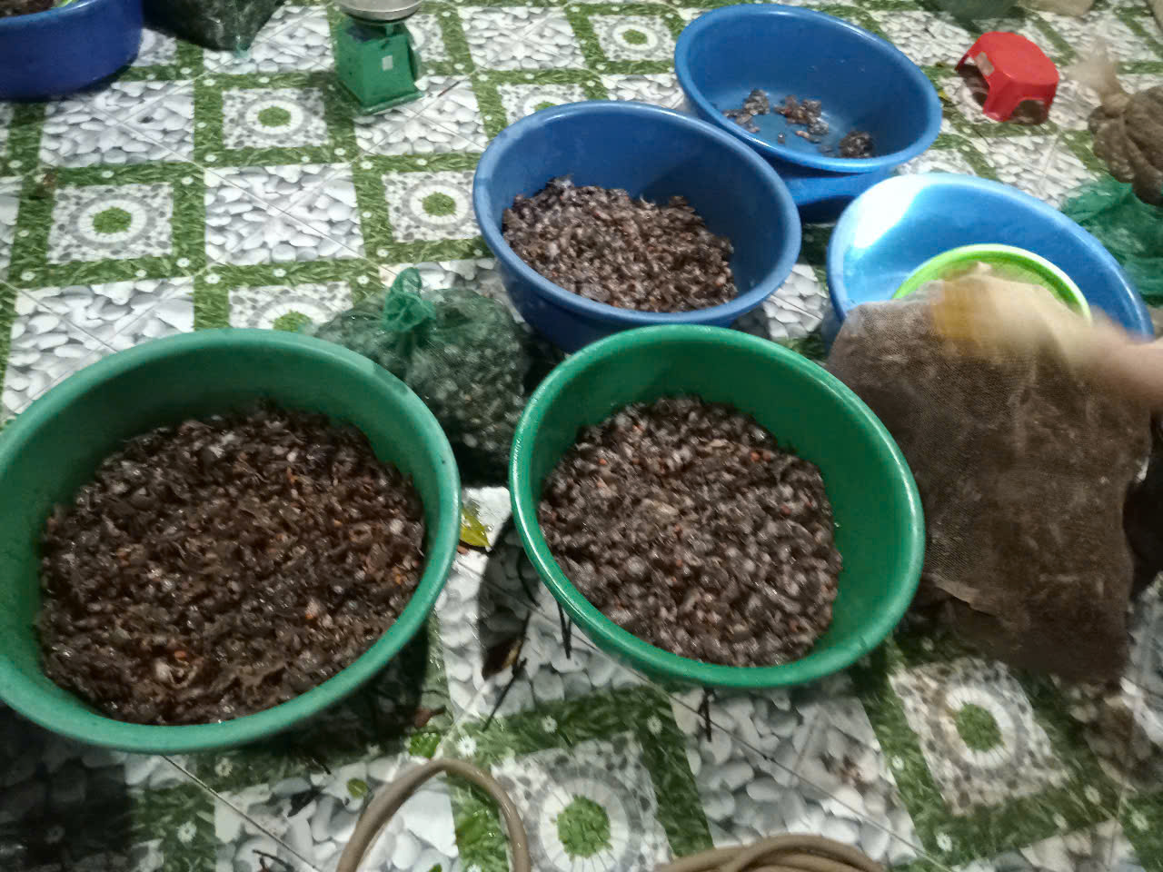 Nhọc nhằn mưu sinh theo dòng nước nổi: Nghề "săn" cáy biển ở Nam Định - 6