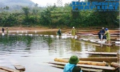 Gian nan con đường vận chuyển gỗ lậu của lâm tặc