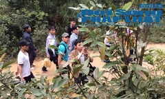 Phát hiện cây Kơnia trên đường hành hương về cửa Phật