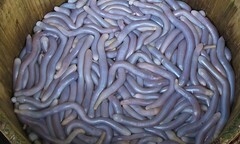  "Lác mắt " với các loại sơn hào hải vị tiến vua thời xưa