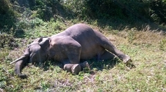 Chi tiền tỷ cho dự án bảo tồn, voi vẫn đứng trước nguy cơ bị xóa sổ