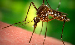 Tại sao một số người hay bị muỗi đốt hơn? 