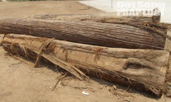 Lâm tặc xẻ thịt rừng, người dân lập chiến lũy bắt gỗ lậu