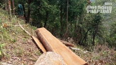 Đột kích con đường độc đạo xẻ rừng của lâm tặc tại Gia Lai
