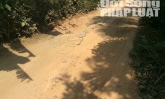 Nghi vấn  "bắt tay " phá rừng thông phòng hộ