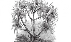 Loài cây  "sang chảnh " chỉ mọc trên đất có kim cương