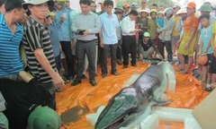 Ngư dân Thanh Hóa phát hiện xác cá voi nặng 500kg trôi dạt vào bờ biển