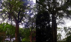 Khám phá vườn thượng uyển của vua Lê ở Khu di tích Lam Kinh