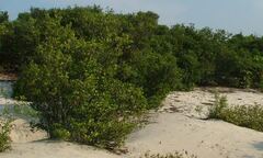 Chuyện ít biết về rừng trâm bầu 500 tuổi ở Quảng Bình