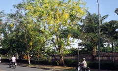 Vàng rực hoa muồng hoàng yến khoe sắc một góc trời xứ Huế