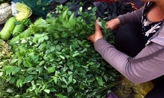 Rau ngót lá xoăn: Mối nguy hại ít người biết