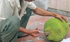  "Chất lạ " bơm vào mít và cách người tiêu dùng tự bảo vệ mình