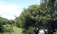 Thăm rừng lộc vừng 500 năm tuổi ở xứ Huế