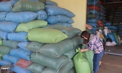 Thương lái Việt tiếp tay thương lái Trung Quốc lừa nông dân Việt?