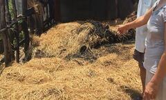 Tiêu tan giấc mơ chữa bệnh vì bị kẻ xấu phóng hỏa đốt rơm