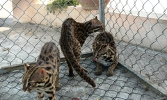 Thả 9 cá thể động vật quý hiếm về Vườn quốc gia Tràm Chim