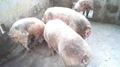 Kỳ bí nghĩa trang chôn heo ở ngôi đền trăm tuổi tại Sóc Trăng