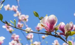 Hợp chất từ hoa mộc lan có thể trị ung thư đầu và cổ