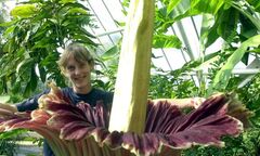 Kéo nhau đi xem hoa xác thối 10 năm nở một lần