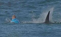 Video: VĐV lướt sóng vật lộn với cá mập