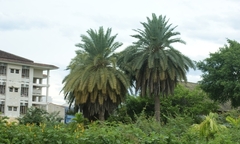 Thừa Thiên - Huế: 4 cây chà là cực hiếm có nguy cơ bị tuyệt chủng