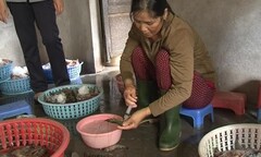 Tôm bơm tạp chất: Phát hiện rất dễ