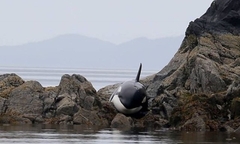 Nỗ lực giải cứu cá voi sát thủ mắc cạn trên bãi đá