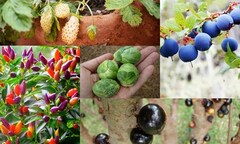  "Mê mệt " hạt giống các loại cây tí hon: Cẩn thận nguy hiểm