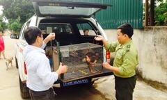 VQG Phong Nha – Kẻ Bàng tiếp nhận cá thể khỉ mắt đỏ quý hiếm