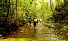 'Vương quốc Pơmu' được công nhận là Cây di sản Việt Nam